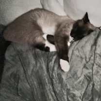 Thumbnail photo of Simon #4