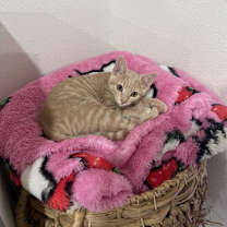 Thumbnail photo of Monterey Jane #4