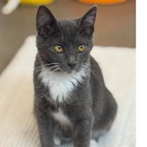 Thumbnail photo of Chia #1