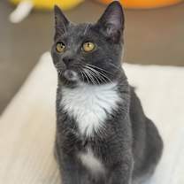 Thumbnail photo of Chia #2