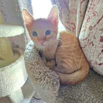 Thumbnail photo of Dasher #1