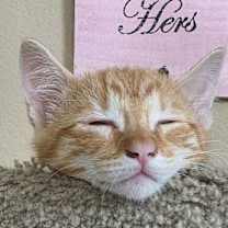 Thumbnail photo of Dasher #2