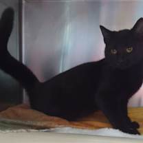 Thumbnail photo of Woody #2