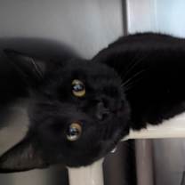 Thumbnail photo of Woody #3