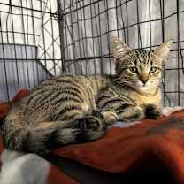 Thumbnail photo of DAPHNE #2