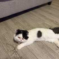 Thumbnail photo of Buddy #3