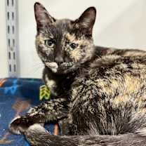 Thumbnail photo of Vacherin Fribourgeois #3