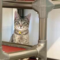 Thumbnail photo of Orville #3