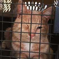 Thumbnail photo of Stray - On Hold #1