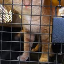 Thumbnail photo of Stray - On Hold #2