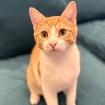 Thumbnail photo of Remi (meet me in the Cat Lounge) #2