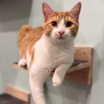 Thumbnail photo of Remi (meet me in the Cat Lounge) #3