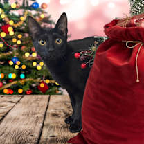 Thumbnail photo of Lyra #1