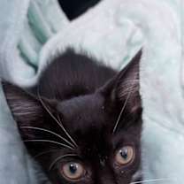 Thumbnail photo of Harmony #3