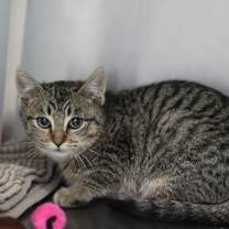 Thumbnail photo of Sylas #2