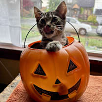 Thumbnail photo of Phineas #3