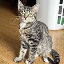 Thumbnail photo of Phineas #4