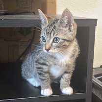 Thumbnail photo of Chucky #2