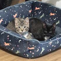 Thumbnail photo of Chucky #3