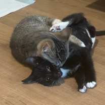 Thumbnail photo of Chucky #4