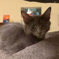 Thumbnail photo of Dusty #3