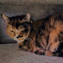 Thumbnail photo of Susie #3