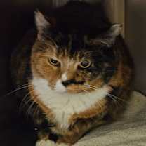 Thumbnail photo of Susie #4