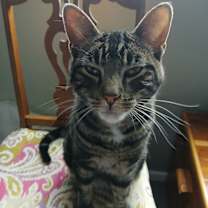 Thumbnail photo of Cairo #2