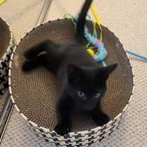 Thumbnail photo of Caspian #1