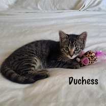 Thumbnail photo of Duchess #1