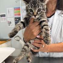 Thumbnail photo of Duchess #2