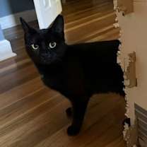 Thumbnail photo of Venus, Willow Grove PA (FCID# 08/03/2025-142) #2