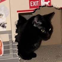 Thumbnail photo of Venus, Willow Grove PA (FCID# 08/03/2025-142) #3