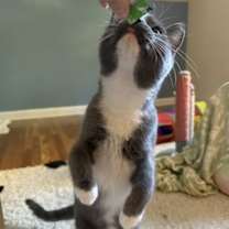 Thumbnail photo of Serena, Willow Grove PA (FCID# 08/03/2025-141) #3