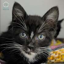 Thumbnail photo of Poe #1