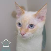 Thumbnail photo of Broccoli #1