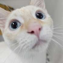 Thumbnail photo of Broccoli #2