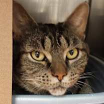 Thumbnail photo of Sassy #1