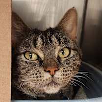 Thumbnail photo of Sassy #2