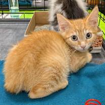 Thumbnail photo of Butternut #1