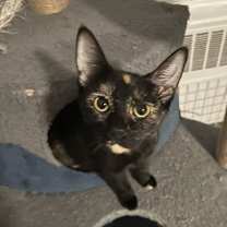 Thumbnail photo of Genre #2