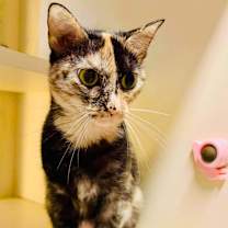 Thumbnail photo of Precious #1