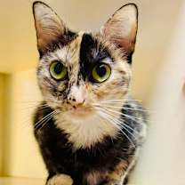 Thumbnail photo of Precious #2