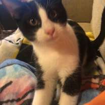 Thumbnail photo of Griffith #4