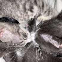 Thumbnail photo of Bruno #2