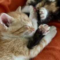 Thumbnail photo of Noodles #1