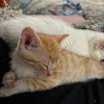 Thumbnail photo of Noodles #2