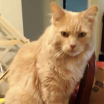 Thumbnail photo of Hobbes #2