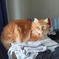 Thumbnail photo of Charlie #1