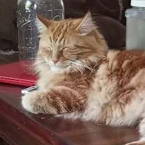 Thumbnail photo of Charlie #3